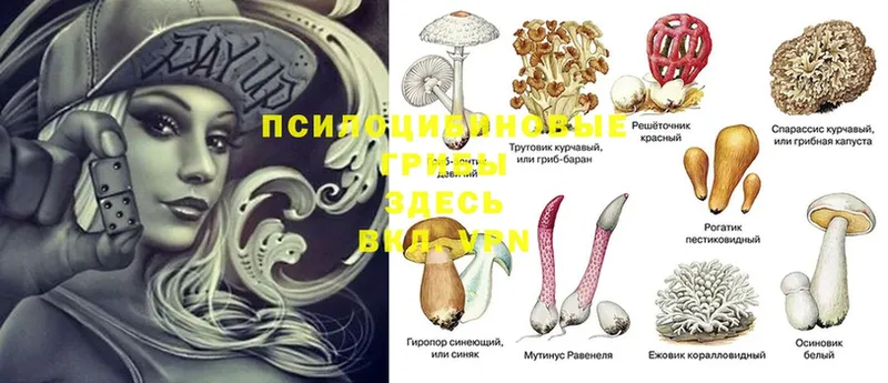 блэк спрут ссылки  Аша  Псилоцибиновые грибы Cubensis 